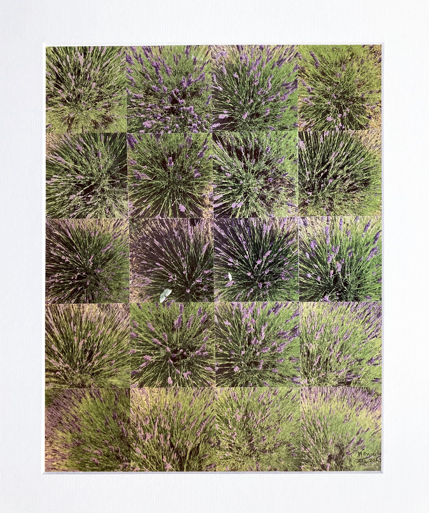 les Lavadins aux Papillons