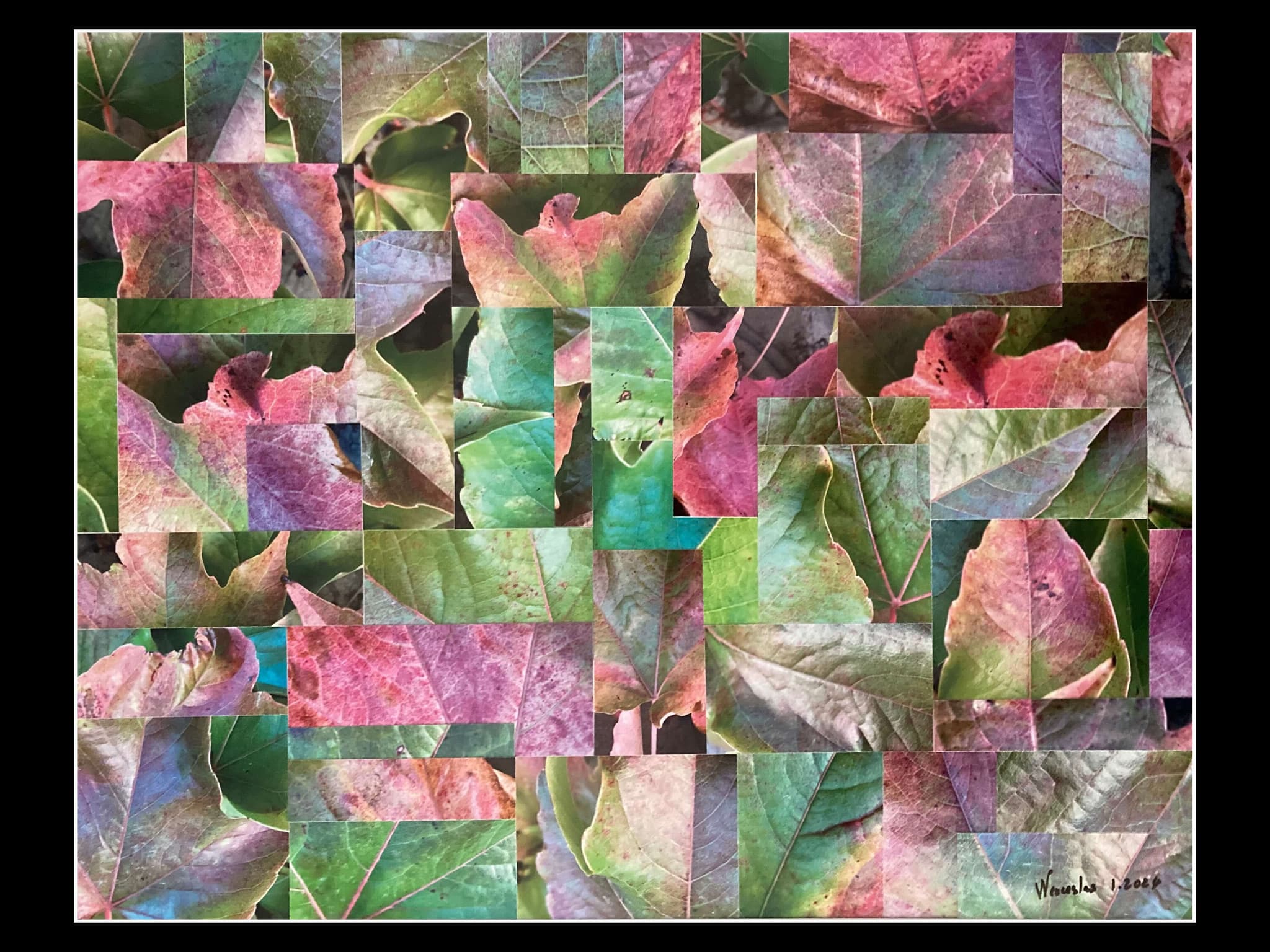 la Vigne-vierge d'Endoume