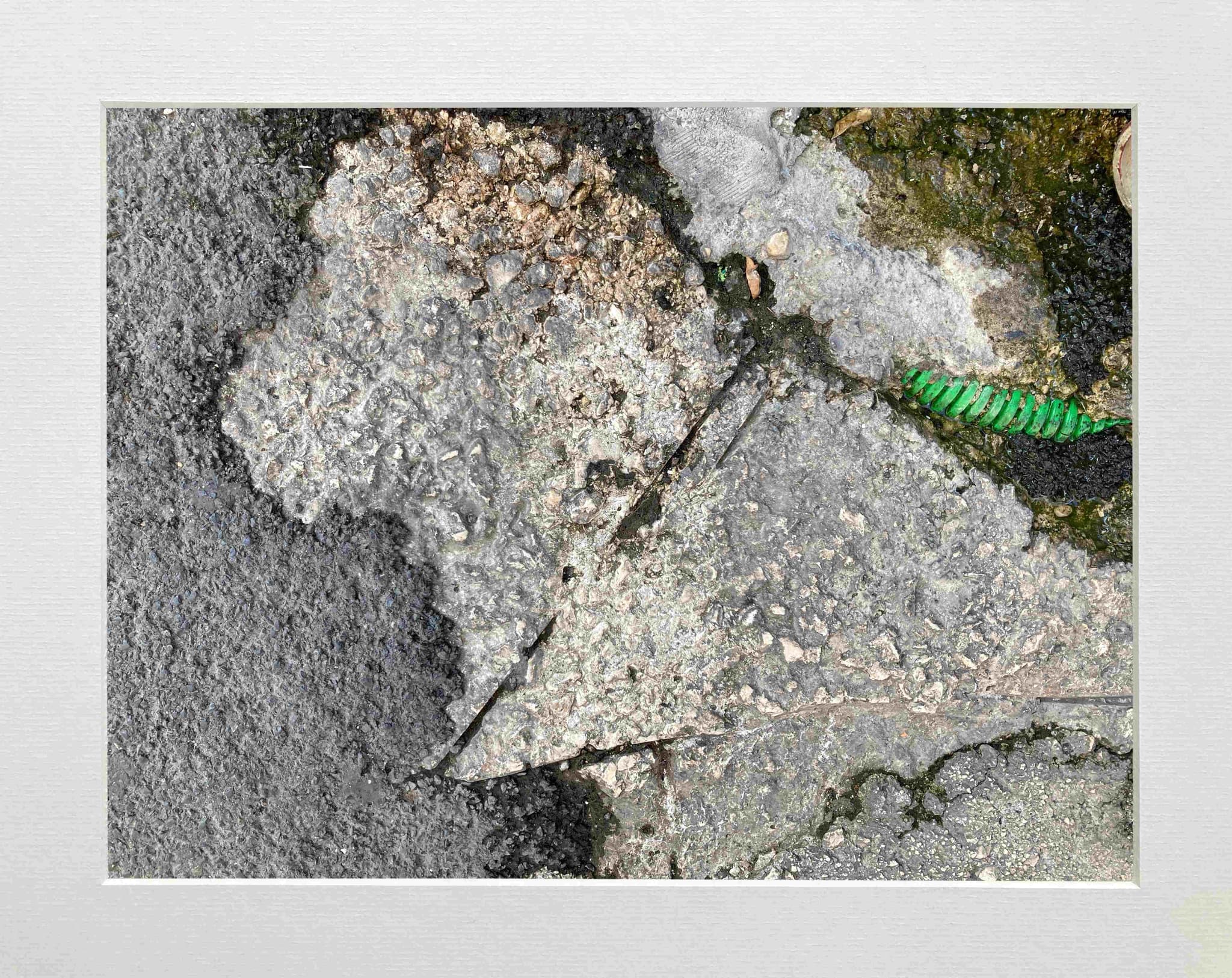 le Caniche Blanc à la Laisse Verte